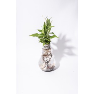 Vase Ampoule Aquaplante