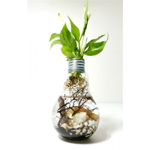 Vase Ampoule Aquaplante medium