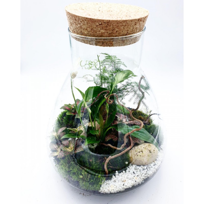 Vente & achat accessoires terrariums Bouchon en liège naturel - Ø 15 cm