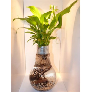 Vase Ampoule Aquaplante