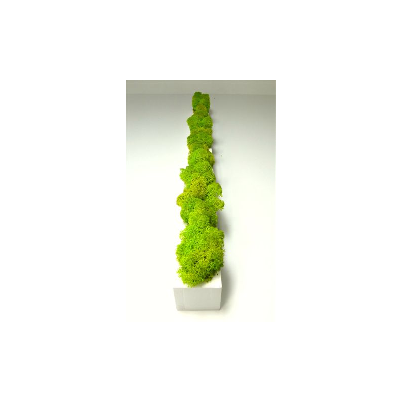 Barre Végétale Lichen Citron 100 cm